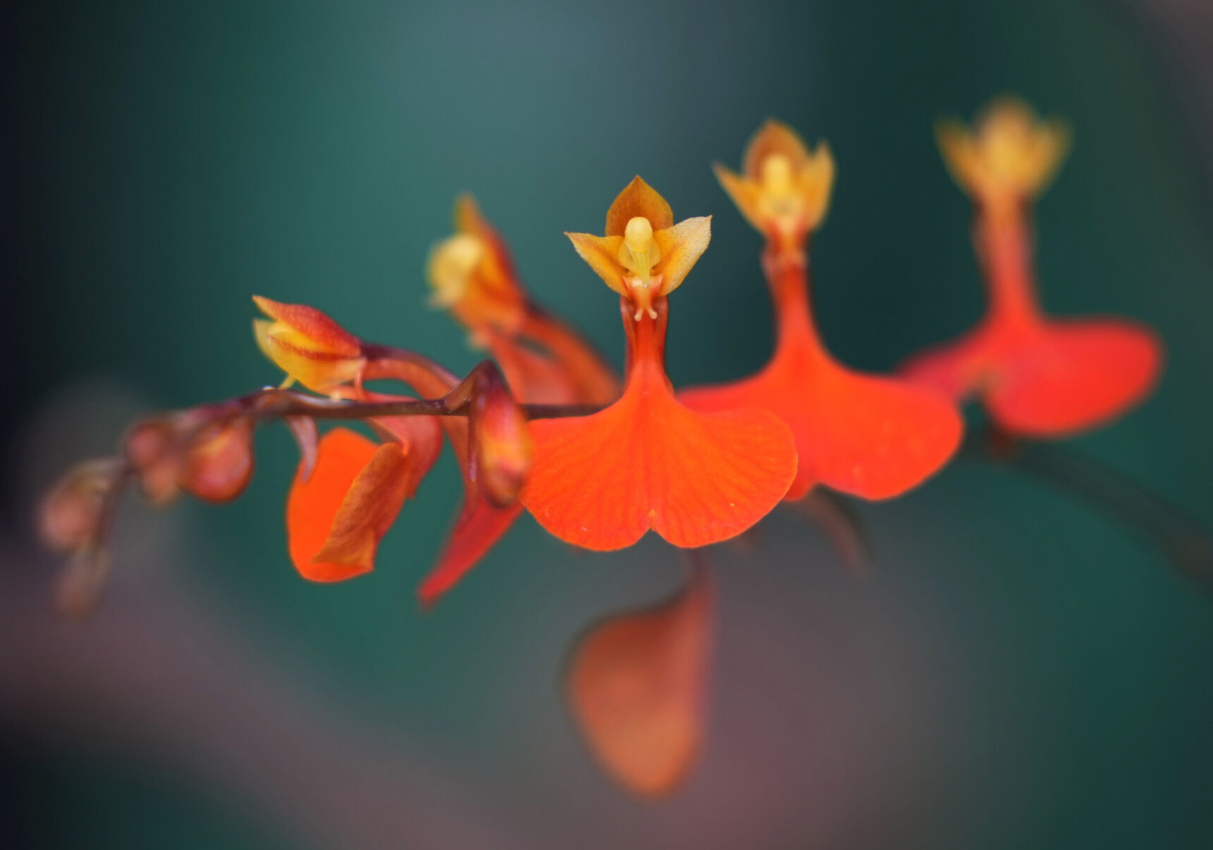 APTOPIX Colombia Orchids